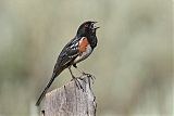 Spotted Towheeborder=